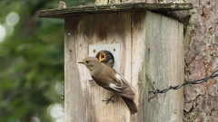 Kirjosieppo, Ficedula hypoleuca linnunpöntössä Kirjosieppo, Ficedula hypoleuca linnunpöntössä