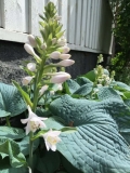 Komeasinikuunlilja, Hosta sieboldiana Elegans Komeasinikuunlilja, Hosta sieboldiana Elegans
