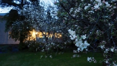 Omenapuut, Malus domestica, kukkivat kesäyössä Omenapuut, Malus domestica, kukkivat kesäyössä
