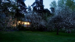Omenapuut, Malus domestica, kukkivat kesäyössä Omenapuut, Malus domestica, kukkivat kesäyössä