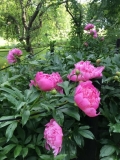 Pionit Paeonia lactiflora-hybr. Hunajakodossa Pionit Paeonia lactiflora-hybr. Hunajakodossa