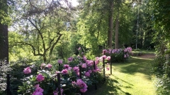 Pionit, Paeonia lactiflora-hybr. kukivat Pionit, Paeonia lactiflora-hybr. kukivat