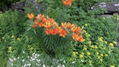 Ruskoliljoja, Lilium bulbiferum Ruskoliljoja, Lilium bulbiferum