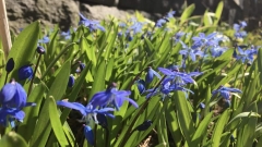 Scilla siberica, idänsinililja Scilla siberica, idänsinililja