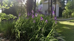 Siperiankurjenmiekka, Iris sibirica Siperiankurjenmiekka, Iris sibirica