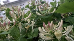 Tuoksuköynnöskuusama, Lonicera caprifolium Tuoksuköynnöskuusama, Lonicera caprifolium