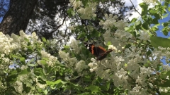 Valkoinen pihasyreeni, Syringa vulgaris Valkoinen pihasyreeni, Syringa vulgaris