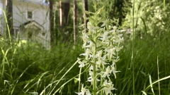 Valkolehdokki, Platanthera bifolia Valkolehdokki, Platanthera bifolia