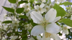 Pikkujasmike, Philadelphus x lemoine Pikkujasmike, Philadelphus x lemoine