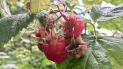 Vadelmia, Rubus idaeus Vadelmia, Rubus idaeus